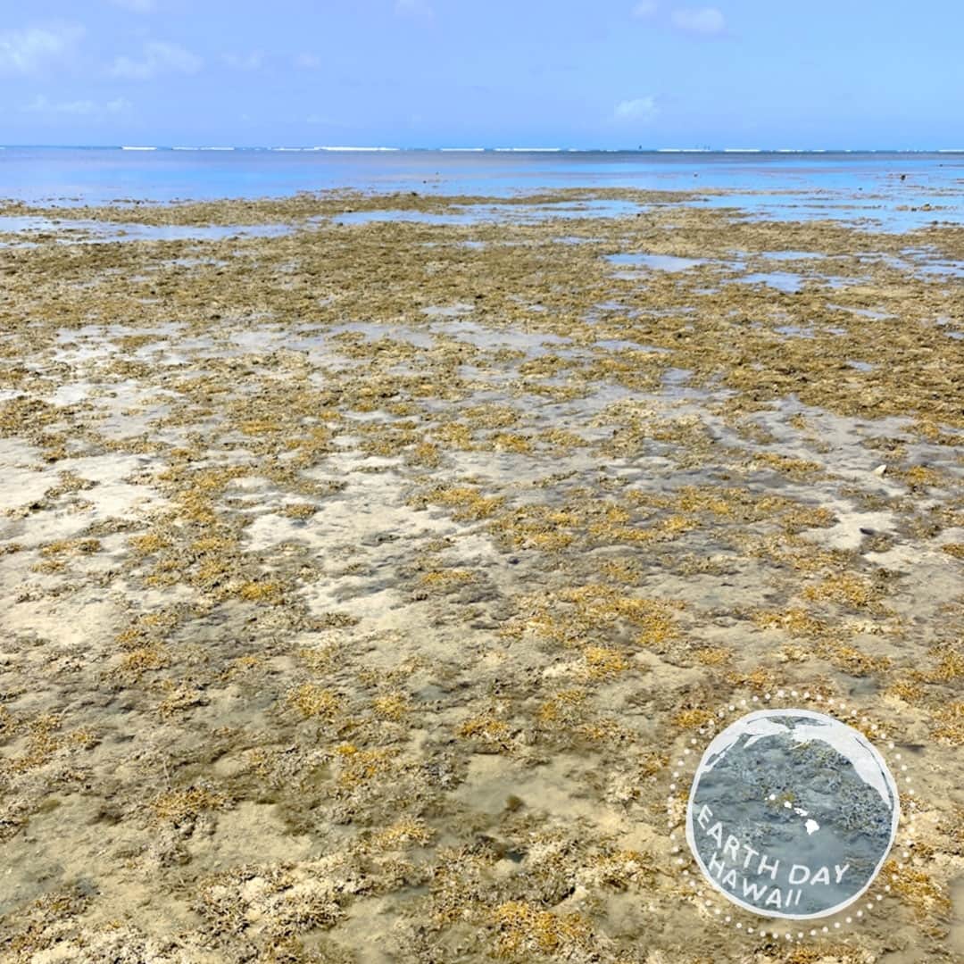 Luxury Cruise by Captain Bruceさんのインスタグラム写真 - (Luxury Cruise by Captain BruceInstagram)「Earth Day! 🌎 ⁠ 今日はハワイのサンゴ礁にダメージを与えている外来種の藻類などを除去しました。 ⁠ 除去することでそれがまた成長するのを抑えるのです。 本日の活動を通してハワイの海の保全に取り組んでいきたいと思います！⁠ ⁠ #mahalo @malamamaunalua⁠ ⁠ #malamamaunalu #maunaluabay #aloha #hawaii #earthday⁠ #captainbrucehawaii」4月23日 15時12分 - cptbruce_hi