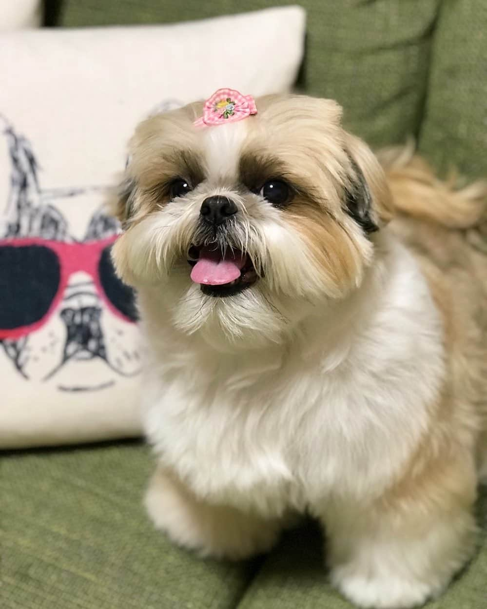 りんくさんのインスタグラム写真 - (りんくInstagram)「Happy Sunday my friend! 🐶❤️ 最後のもふもふ☁️」4月23日 15時14分 - link.jpn