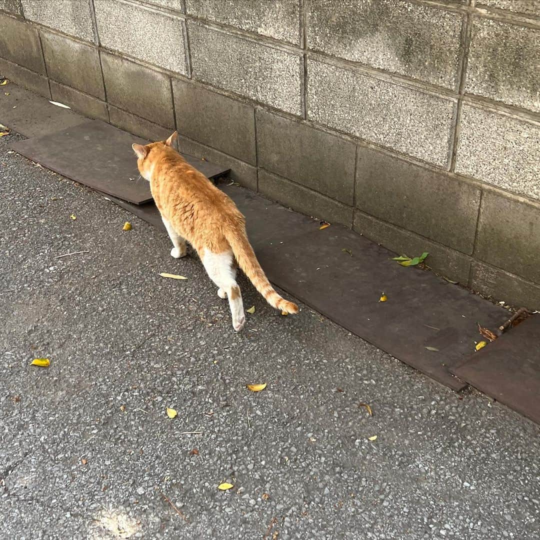 Kachimo Yoshimatsuさんのインスタグラム写真 - (Kachimo YoshimatsuInstagram)「ちゃめしとちょっと散歩した｡  #うちの猫ら #猫 #ねこ #ニャンスタグラム #にゃんすたぐらむ #ねこのきもち #chameshi #cat #ネコ #catstagram #ネコ部 http://kachimo.exblog.jp」4月23日 15時42分 - kachimo