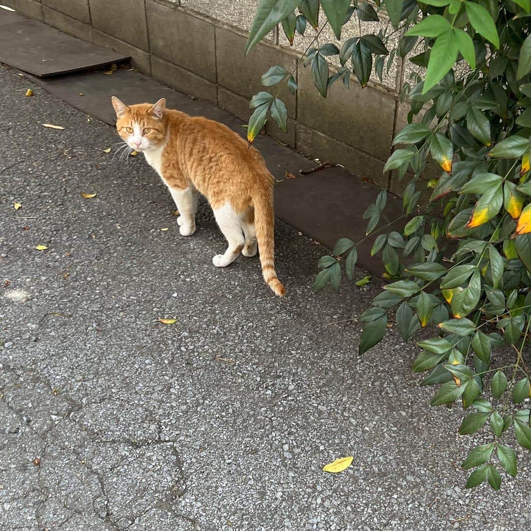 のインスタグラム：「ちゃめしとちょっと散歩した｡  #うちの猫ら #猫 #ねこ #ニャンスタグラム #にゃんすたぐらむ #ねこのきもち #chameshi #cat #ネコ #catstagram #ネコ部 http://kachimo.exblog.jp」
