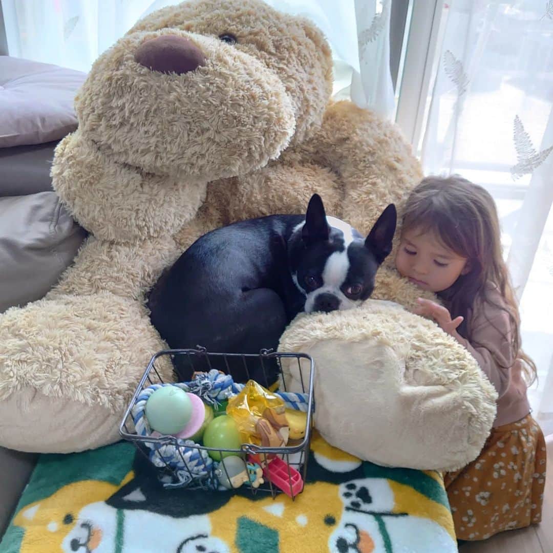 ピーチフラワーのインスタグラム：「· 今日はお隣のわんちゃんがお泊りに来てくれてます🎉 · ガールズが、お隣のわんちゃんが来る日のためにいつも準備している専用のブランケットとおもちゃセットです。 それに加えて今日はHanaの大きなわんちゃんを使ってふかふかベッドを作ってみました。 気に入ってくれたみたいで、ここでお昼寝してくれました🍀 ガールズ大喜びです💕 · · #ボストンテリア  #いつも遊びに来てくれてありがとう #犬のいる暮らし  #三姉妹  #ピーチフラワー」