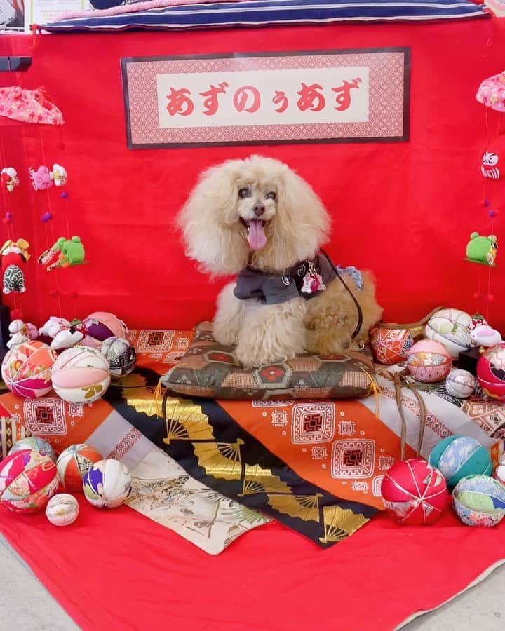 Toypoodle Mikuru?Asakusa Tokyoのインスタグラム