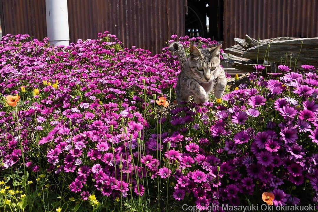 Masayukiさんのインスタグラム写真 - (MasayukiInstagram)「お花越え。  #cat #ねこ #猫 #東京カメラ部 #nekoclub  #mmgtw #my_eos_photo  #yourshotphotographer」4月23日 16時08分 - okirakuoki
