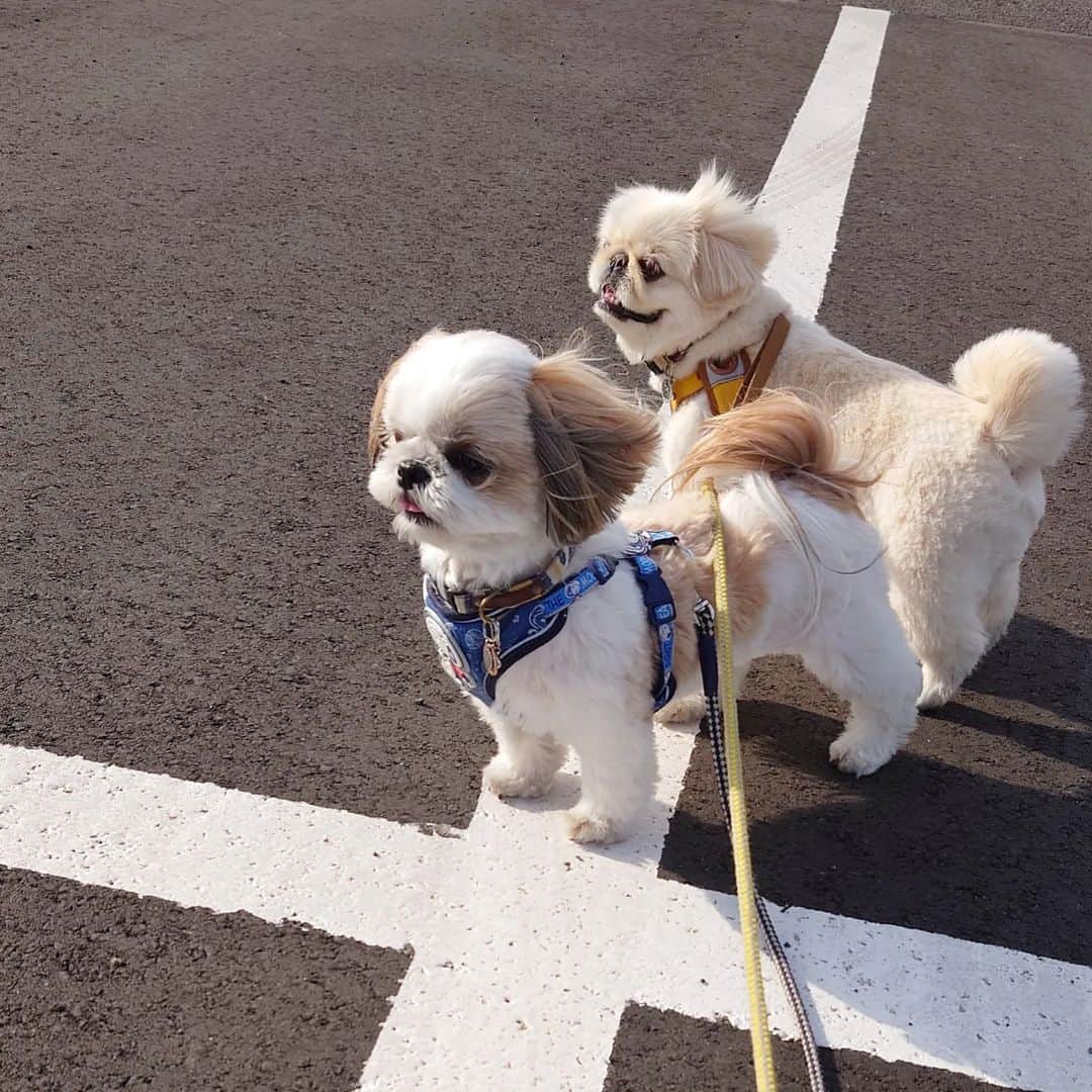 Kukkaのインスタグラム：「きょうけんびょーのちっくんしてきた。 #ペキニーズ #シーズー」