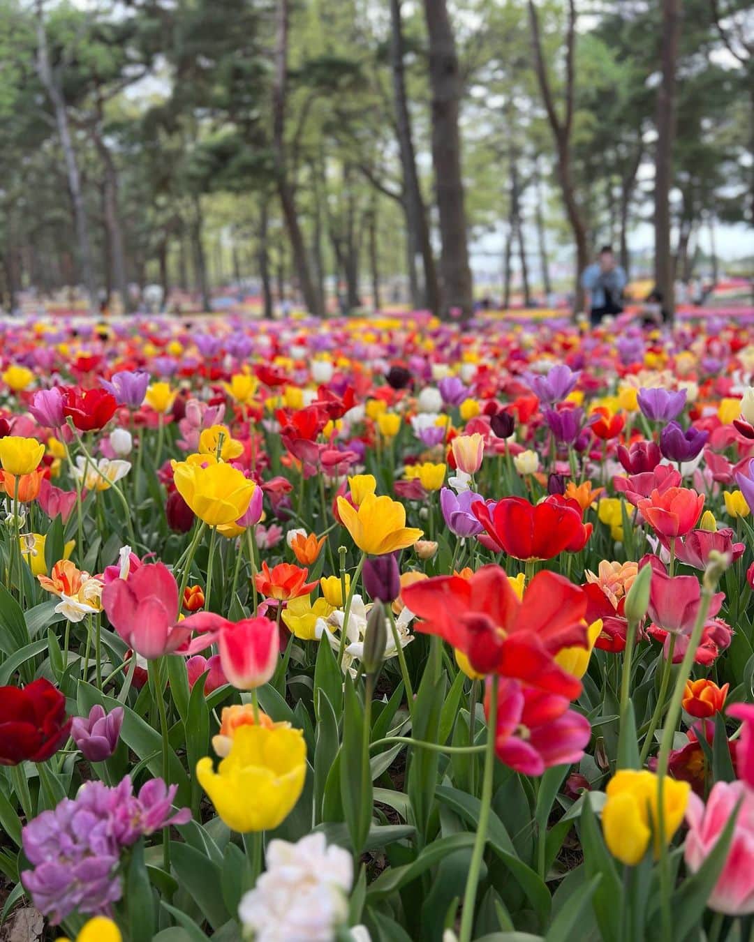 ゆめさんのインスタグラム写真 - (ゆめInstagram)「チューリップ🌷  可愛くて好きなお花♡  #チューリップ畑 #ひたち海浜公園」4月23日 16時33分 - ___yu.me___
