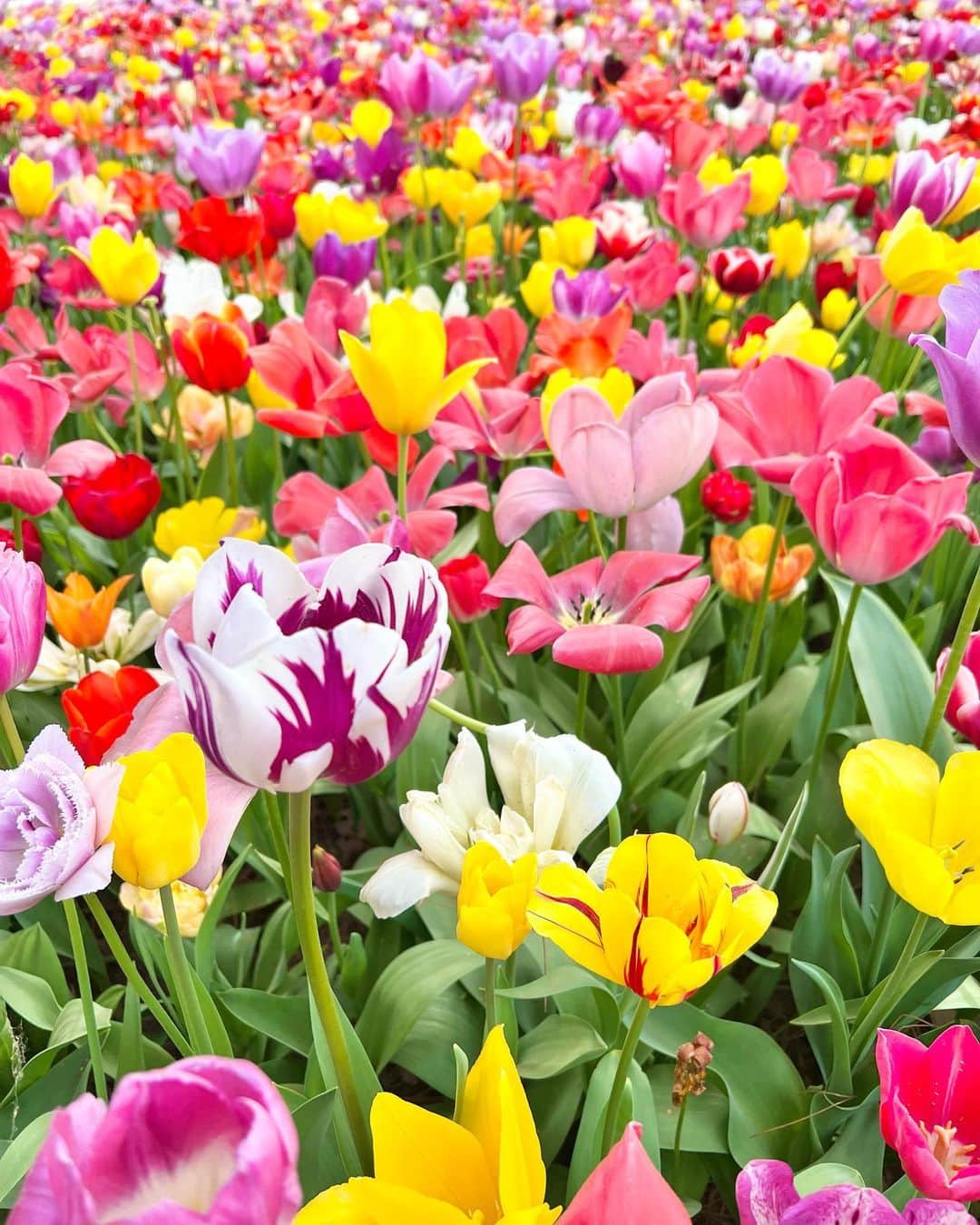 ゆめさんのインスタグラム写真 - (ゆめInstagram)「チューリップ🌷  可愛くて好きなお花♡  #チューリップ畑 #ひたち海浜公園」4月23日 16時33分 - ___yu.me___