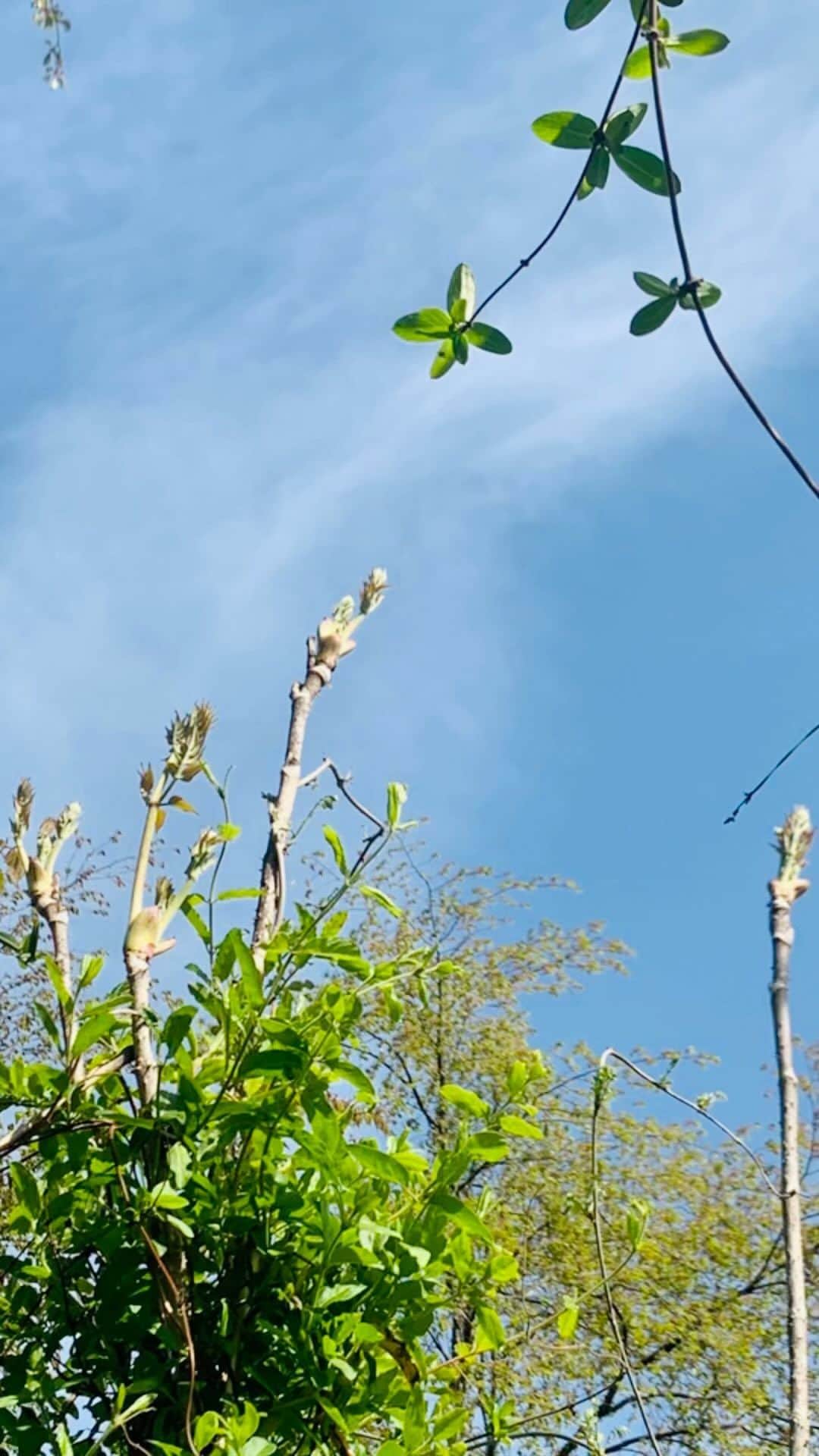 篠原信一のインスタグラム：「大自然の恵みに感謝です。 #タラの芽」