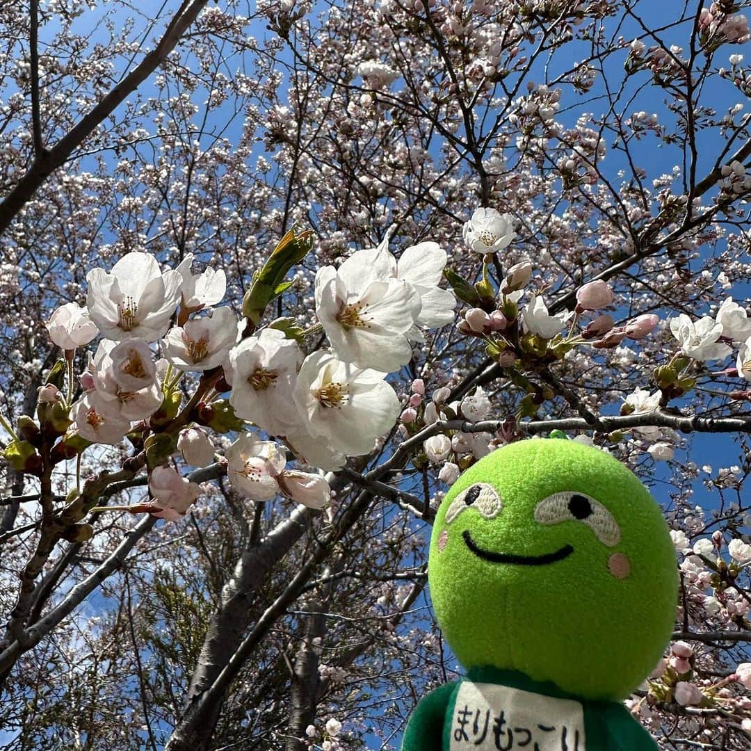 まりもっこりのインスタグラム：「咲いた！でも、寒いからまだ開ききってないけどね🌸 #まりもっこり」