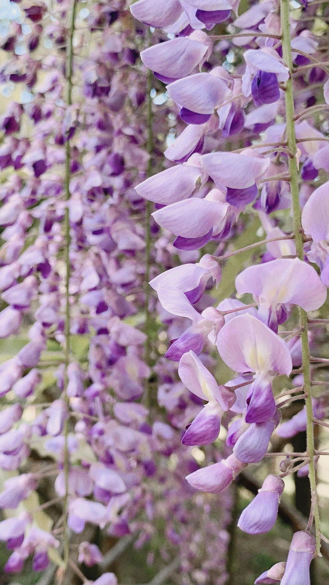 Yuka Kaedeのインスタグラム：「. . #bee ♡ . . . . . #_asyuka_ #wisteria #wisteriahysteria #flowerphotography #beepic #beerlovers #beautifulnature #naturephotography #beautifulplaces #beautifulworld #flowermagic #floweroftheday #naturelovers #naturelover」