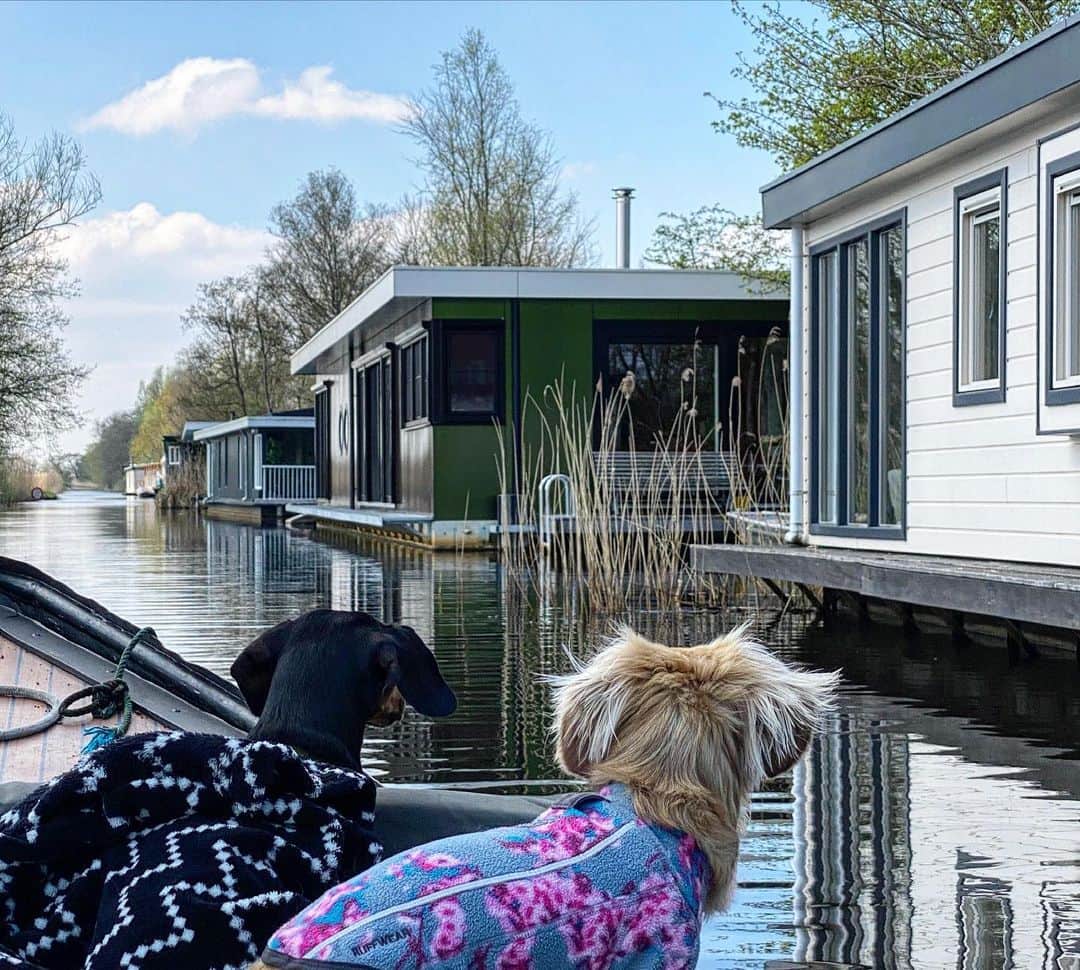 Crusoe the Celebrity Dachshundさんのインスタグラム写真 - (Crusoe the Celebrity DachshundInstagram)「“We moved on from Amsterdam to a houseboat in Giethoorn! Which has been a nice change of pace! And our houseboat even comes with a boat - so tomorrow we go exploring by boat!” ~ Crusoe」4月24日 4時12分 - crusoe_dachshund