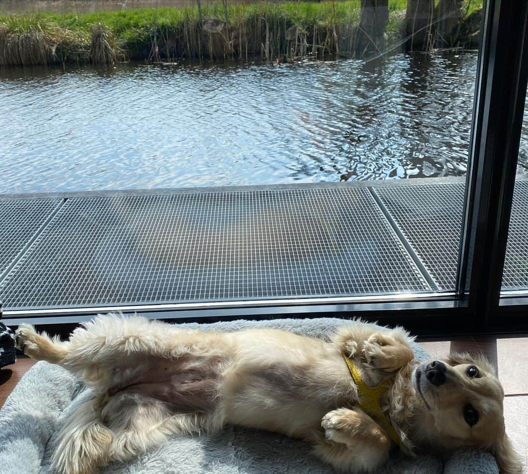 Crusoe the Celebrity Dachshundさんのインスタグラム写真 - (Crusoe the Celebrity DachshundInstagram)「“We moved on from Amsterdam to a houseboat in Giethoorn! Which has been a nice change of pace! And our houseboat even comes with a boat - so tomorrow we go exploring by boat!” ~ Crusoe」4月24日 4時12分 - crusoe_dachshund