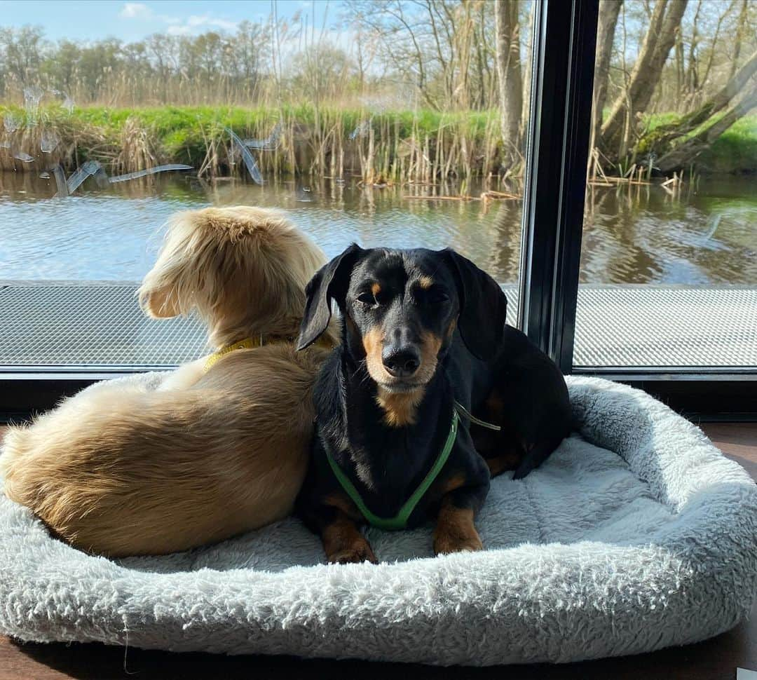 Crusoe the Celebrity Dachshundさんのインスタグラム写真 - (Crusoe the Celebrity DachshundInstagram)「“We moved on from Amsterdam to a houseboat in Giethoorn! Which has been a nice change of pace! And our houseboat even comes with a boat - so tomorrow we go exploring by boat!” ~ Crusoe」4月24日 4時12分 - crusoe_dachshund