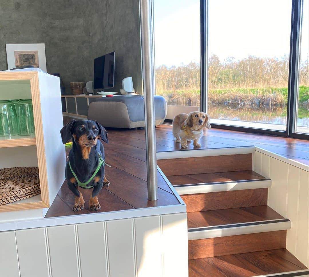 Crusoe the Celebrity Dachshundのインスタグラム：「“We moved on from Amsterdam to a houseboat in Giethoorn! Which has been a nice change of pace! And our houseboat even comes with a boat - so tomorrow we go exploring by boat!” ~ Crusoe」