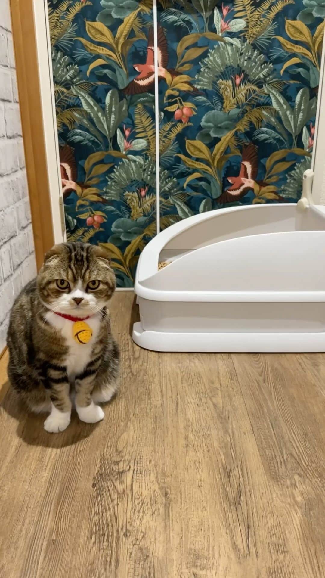 yayoi89のインスタグラム：「我が家のにゃんこーズ愛用トイレ トレッタ　@toletta.cat   体調管理に欠かせない存在になってますし、 夜中にトイレする事が多い我が家のにゃんこーズ達の可愛い姿を翌朝確認するのが楽しいです🙈  4/30までかなりお得に買えるキャンペーンやってるので興味ある飼い主さんは見てみてくださいにゃ〜🐵🦁🐹  ✨ストーリーにリンク貼っておきます✨  #トレッタ #猫 #pr #スコティッシュフォールド #ねこ #ねこのいる生活 #猫との生活」