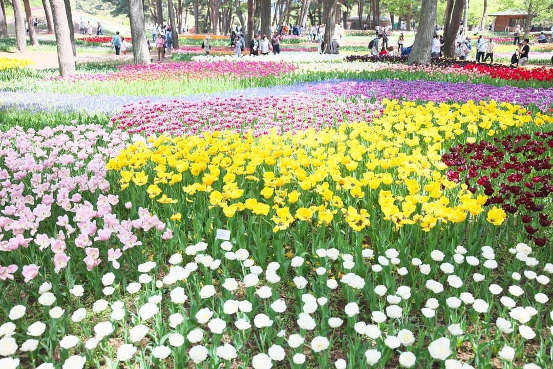kiccyomuのインスタグラム：「☀️ 2023.04.23 Sun #ひたち海浜公園  #チューリップ  少し峠を過ぎてしまった 🌷もあったけど まだまだ充分楽しめました😃  林の中は 一面チューリップ📷  location #茨城 ❣️ 📷撮影 2023年4月19日」