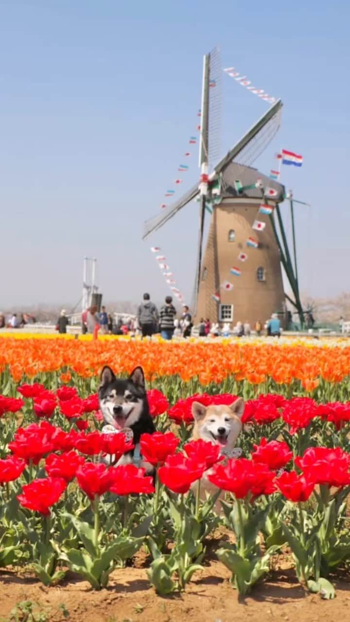 柴犬 けんしろう ゆりあのインスタグラム：「🐶🌷🐶  けんゆりとチューリップphoto🌷  私にとってはもう 「かわいい」以外の言葉が 見つからないにぴきです🥺❤️  今までにpostしたことのない写真も混ぜて リールで作ってみました🥰  #チューリップ #柴犬 #shiba #黒柴 #元保護犬 #保護犬を家族に  #その瞬間は永遠の思い出 #その瞬間に物語を  Location: #佐倉ふるさと広場」