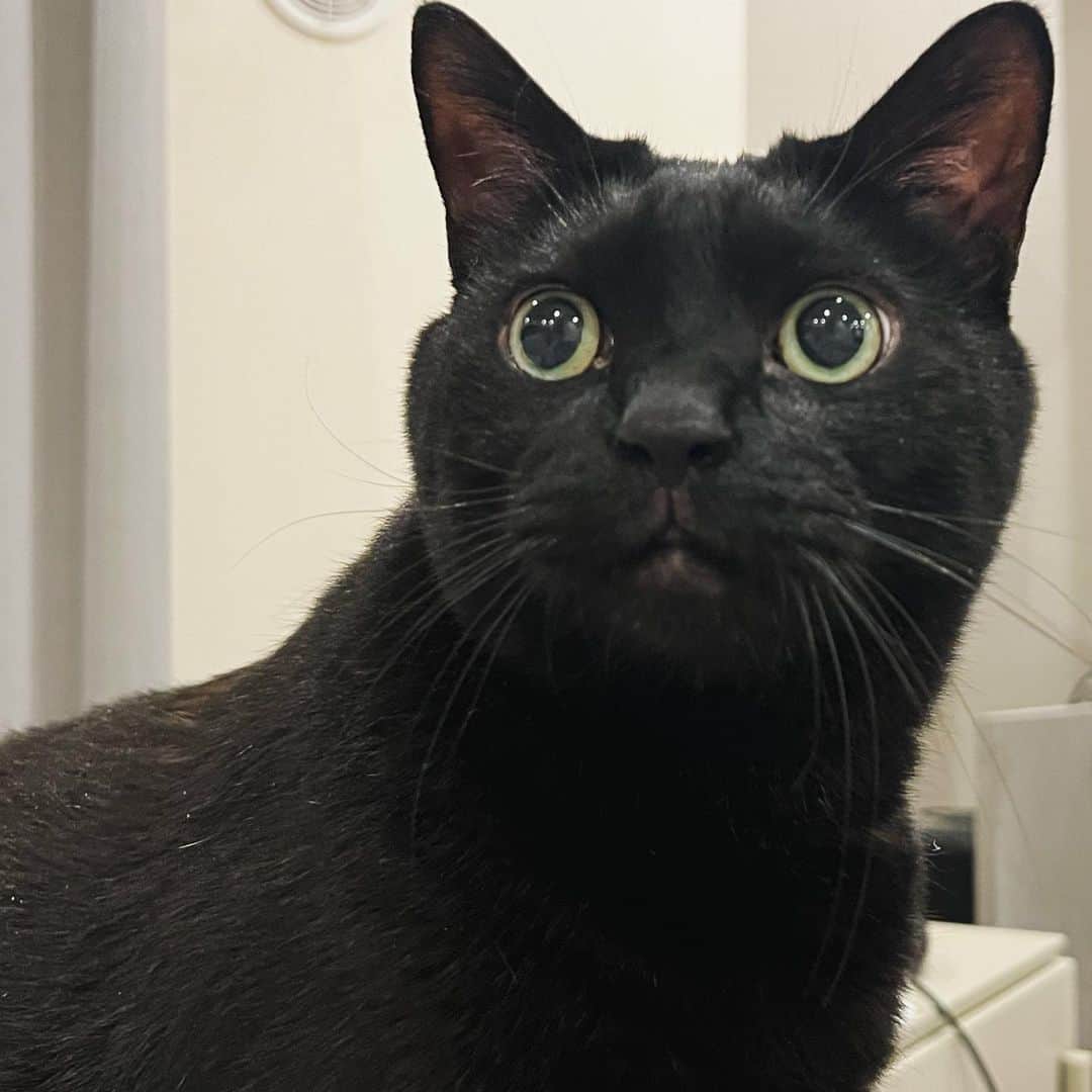 横槍メンゴのインスタグラム：「🐈‍⬛」