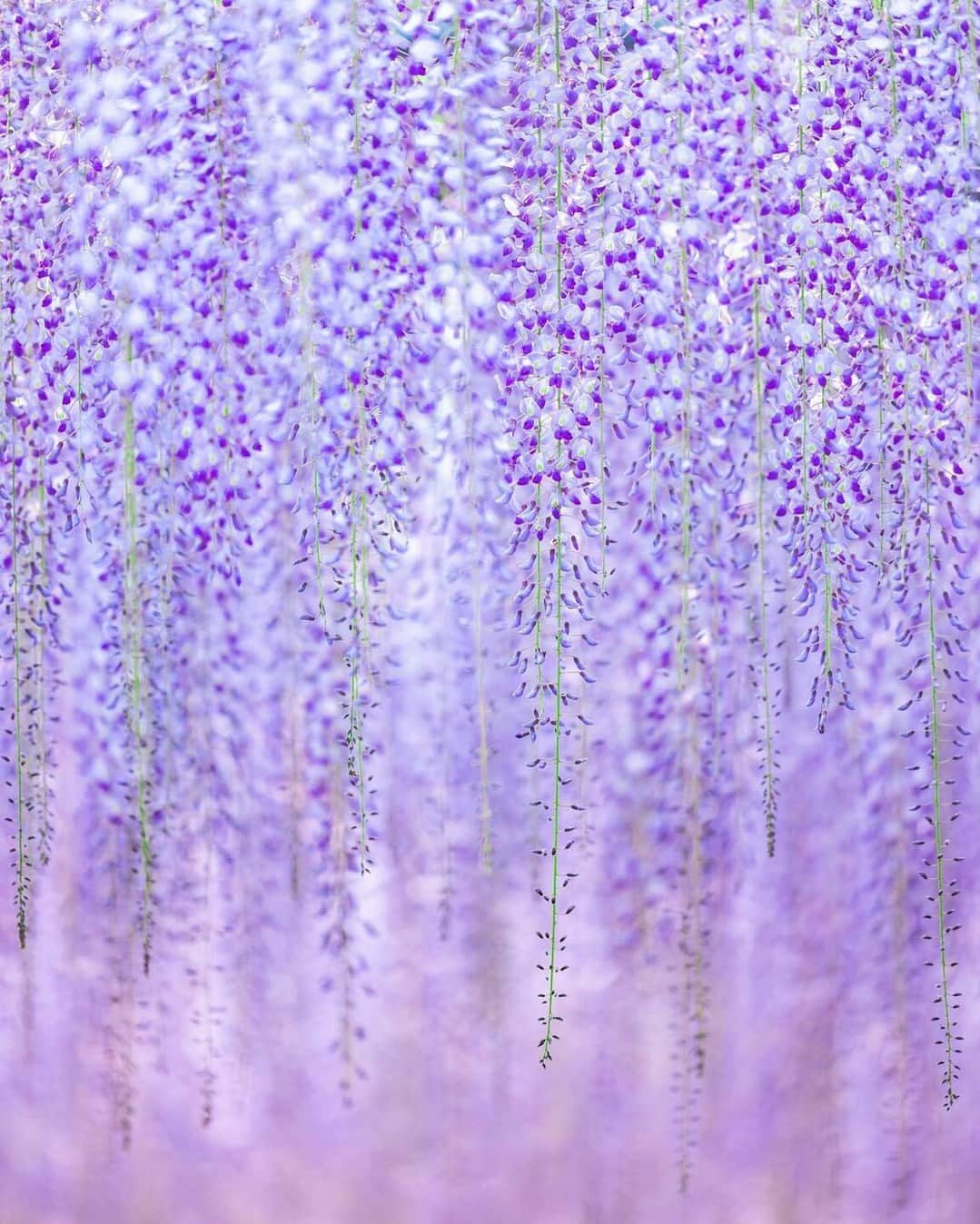 花の写真館のインスタグラム：「Photo by @maichin_lucky. https://instagram.com/maichin_lucky/ . Original Post[投稿いただいたURL] https://www.instagram.com/p/CcnAt18PLYB/ . 本アカウントは、 #私の花の写真 をつけてInstagramに投稿された皆さまの花の写真や、「花の写真館」Facebookページで投稿された花の写真を紹介します。 「花の写真館」Facebookページは、「 @floral.photograph 」のプロフィールにあるURLからご覧ください。 . ※各種法令、マナー、関係者の指示に従った撮影をお願いします。 *Please ensure that your photography adheres to all relevant laws, etiquette, and instructions issued by authorized persons. ※本アカウントは東京カメラ部がFacebook、Instagramのサービスを利用して運営しているもので、Meta社・Instagramとは一切関係ありません。 . #花の写真館 #floralphotograph #floralphoto #flower #flowers Follow: @floral.photograph」