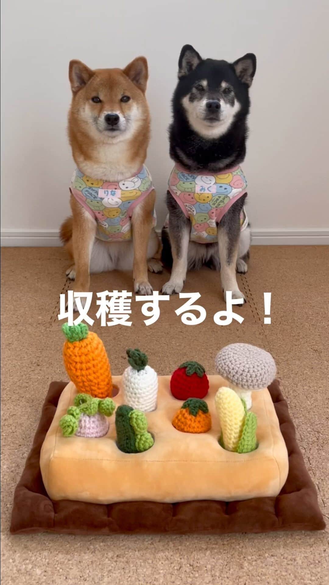 黒柴みくのインスタグラム