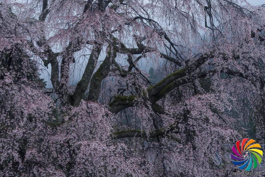 Follow & use #bestjapanpicsのインスタグラム：「＊---Today's Bestjapanpics---＊ . 👑Congrats to @ailes_5pht  素敵なお写真へのタグ付けありがとうございます✨ . 📷 Select by @waku_photography (Mod) 🗾 Location : 福井県 📎 Category : #桜 #霧 #幽玄  . . *Follow us @bestjapanpics_ . *Tag #bestjapanpics  . 撮影地の都道府県をキャプション・コメントタグ・ジオタグのいずれかに入れて下さい。 . @bestjapanpics_ では日本で撮られた素敵なお写真へのタグ付けをお待ちしています✨ . Select the amazing photos every day. ダグ付けをして頂い投稿の中から 素晴らしい写真を選出させていただきます。 . . 🤝Friend hub @factory_shotz 工場の写真 @setouchi_gram 瀬戸内の魅力を . . #japan #photo #camera #landscape #nature #portrait  #日本 #写真 #カメラ #風景 #自然 #ポートレート」