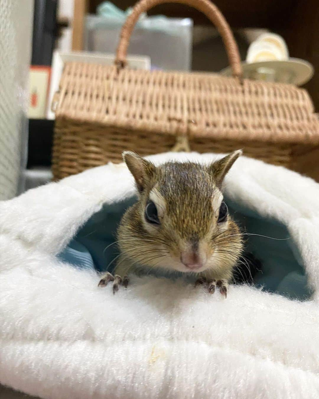 peace_0322さんのインスタグラム写真 - (peace_0322Instagram)「#リス#シマリス#ふわもこ部 今日も部屋んぽ💨お疲れ様でした」4月23日 19時47分 - peace_0322