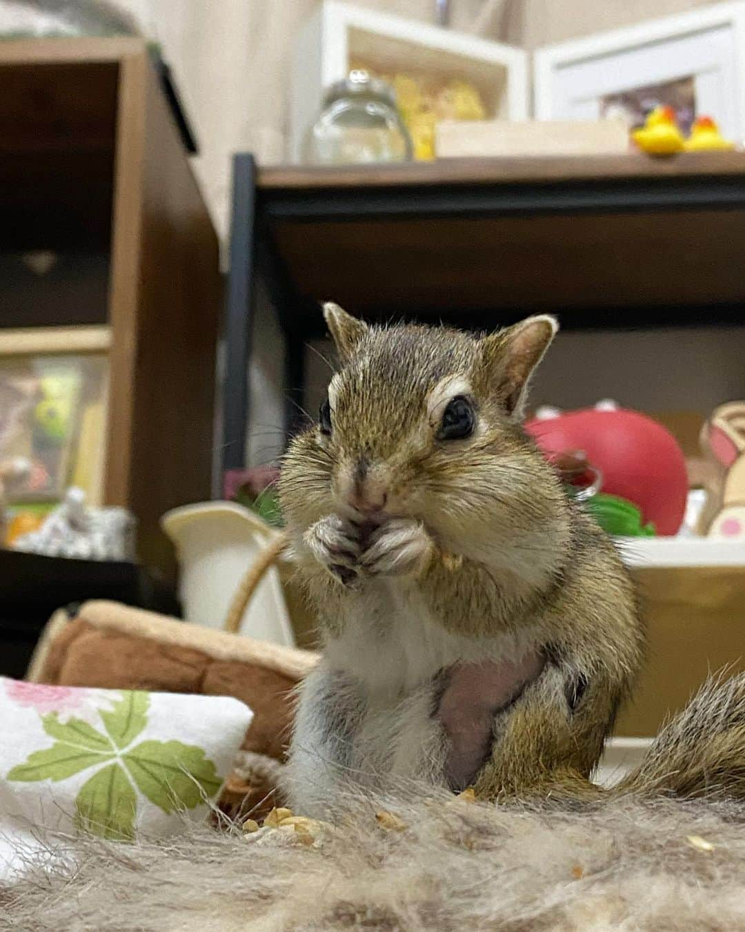 peace_0322さんのインスタグラム写真 - (peace_0322Instagram)「#リス#シマリス#ふわもこ部 今日も部屋んぽ💨お疲れ様でした」4月23日 19時47分 - peace_0322