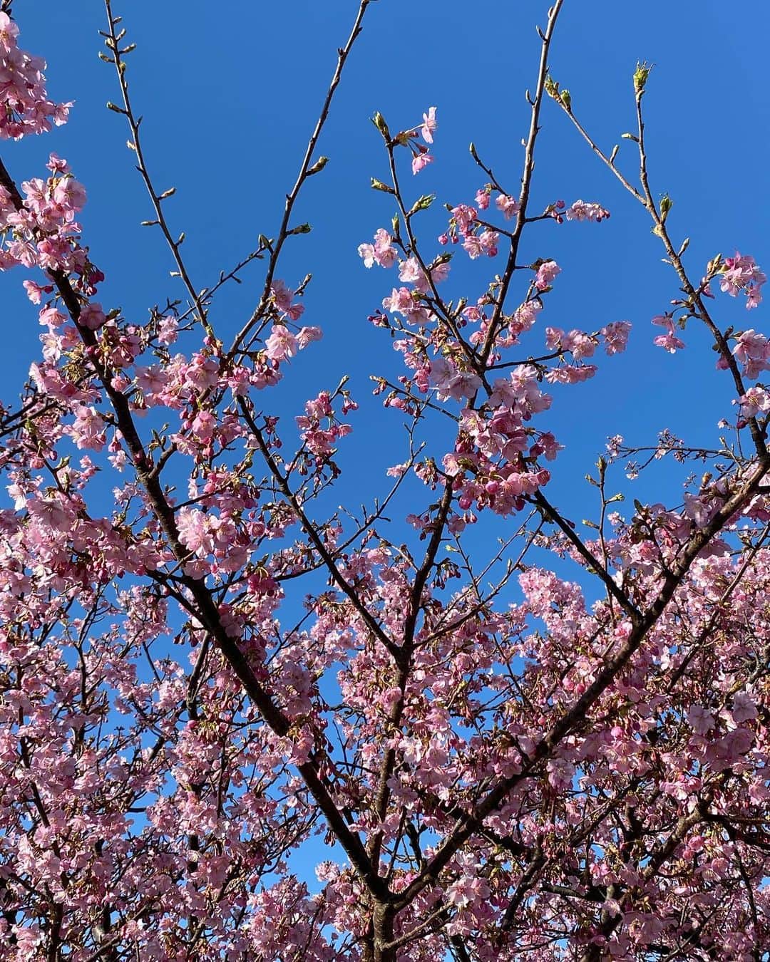 和内璃乃のインスタグラム：「また桜が咲く頃に」