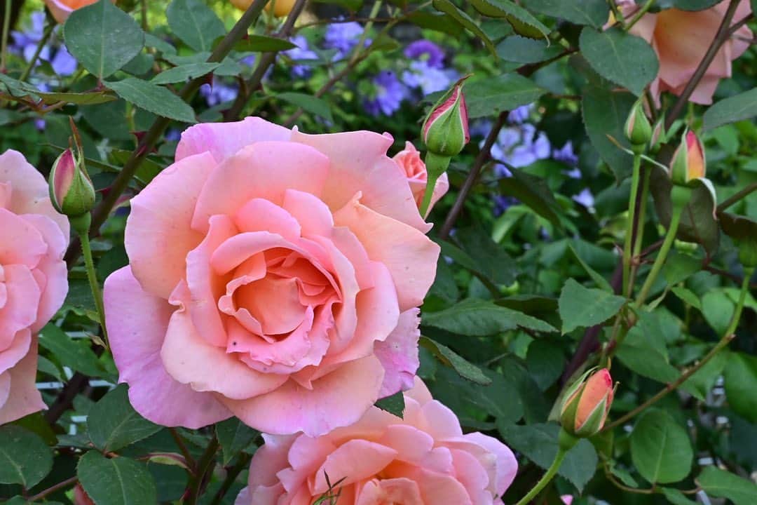 ふかしさんのインスタグラム写真 - (ふかしInstagram)「#薔薇 #バラ #rose #日比谷公園 #hibiyapark #hibiya」4月23日 20時17分 - fukashi