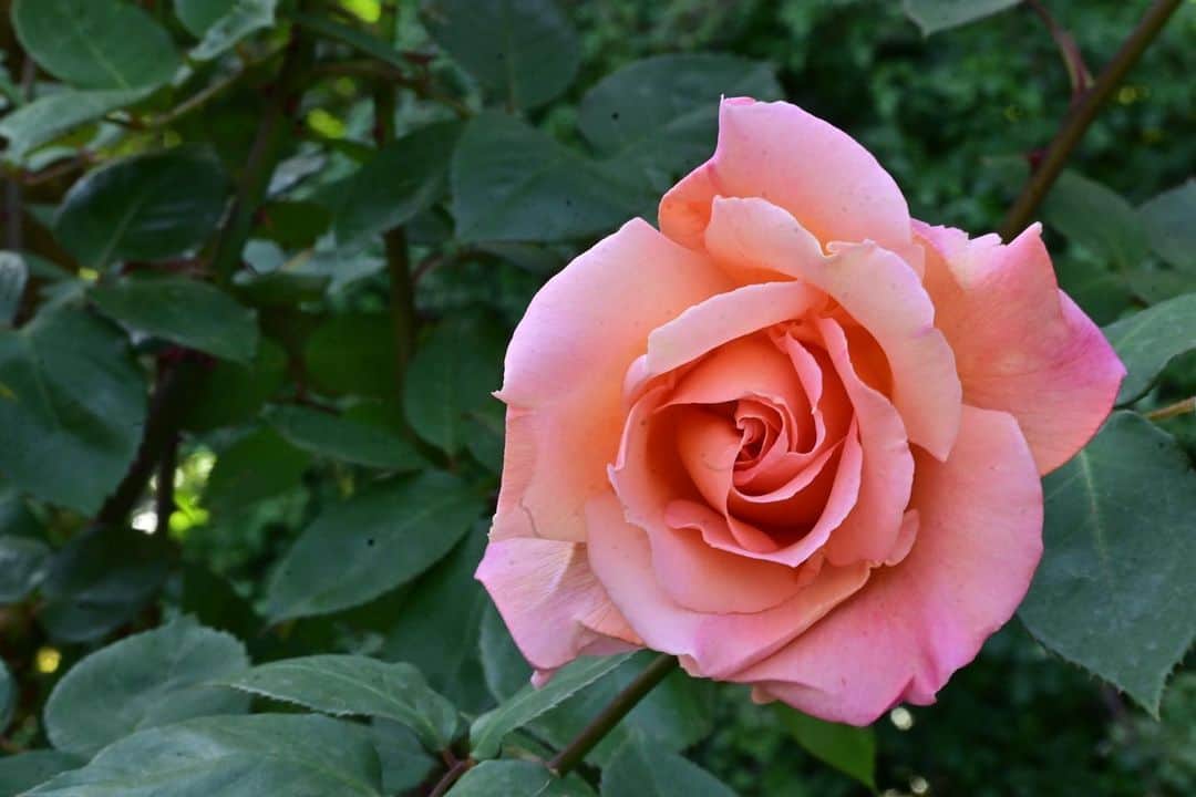 ふかしさんのインスタグラム写真 - (ふかしInstagram)「#薔薇 #バラ #rose #日比谷公園 #hibiyapark #hibiya」4月23日 20時17分 - fukashi