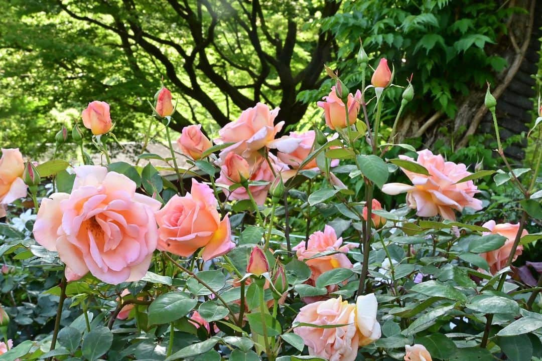 ふかしのインスタグラム：「#薔薇 #バラ #rose #日比谷公園 #hibiyapark #hibiya」