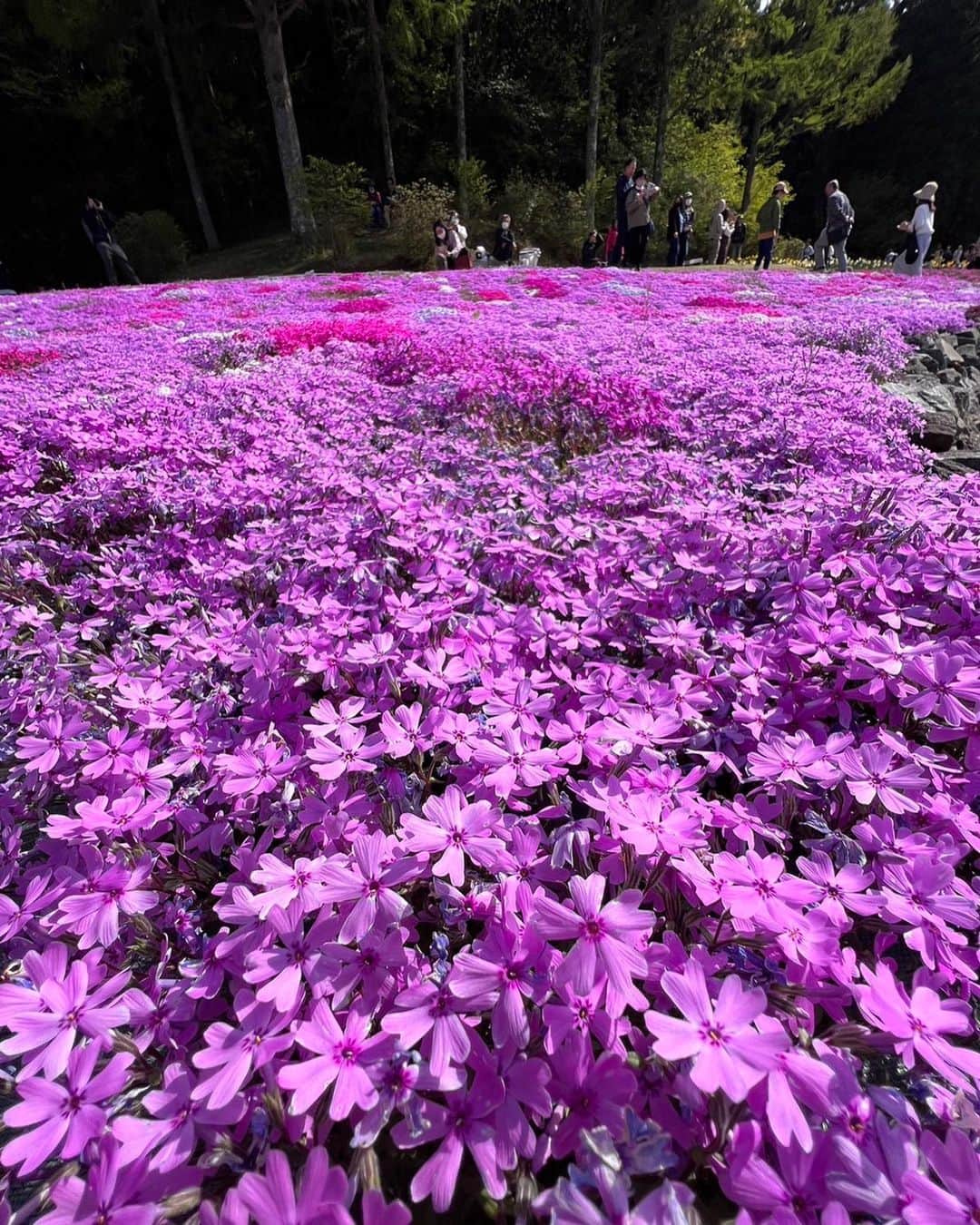 山田佳子さんのインスタグラム写真 - (山田佳子Instagram)「いいお天気の日曜日☀️ドライブがてら芝桜を観に行ってきました。ちょうど見頃でじゅうたんのような花畑が広がっていました😆💕 ⁡ #芝桜 #花のじゅうたん #見頃 #色鮮やか #キレイだった  #週末ドライブ  #永沢寺」4月23日 20時10分 - yoshiko117