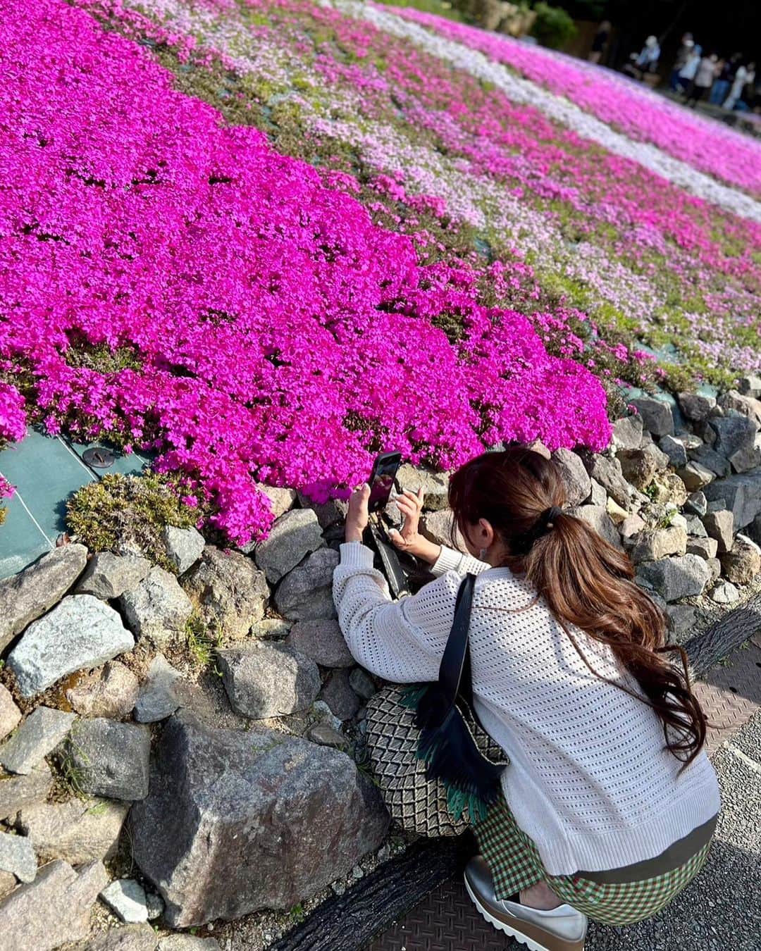 山田佳子さんのインスタグラム写真 - (山田佳子Instagram)「いいお天気の日曜日☀️ドライブがてら芝桜を観に行ってきました。ちょうど見頃でじゅうたんのような花畑が広がっていました😆💕 ⁡ #芝桜 #花のじゅうたん #見頃 #色鮮やか #キレイだった  #週末ドライブ  #永沢寺」4月23日 20時10分 - yoshiko117