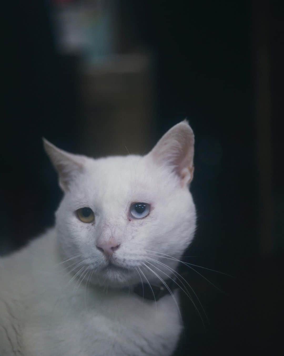 柏倉陽介のインスタグラム：「対馬の猫シローはとても愛嬌のある顔をしている。目が離せなくなる。  #猫 #ねこ #ねこすたぐらむ #にゃんすたぐらむ #ネコ #ねこ部 #保護猫 #にゃんこ #ねこのいる生活 #ねこのきもち #ねこのいる暮らし #猫写真 #猫と暮らす」