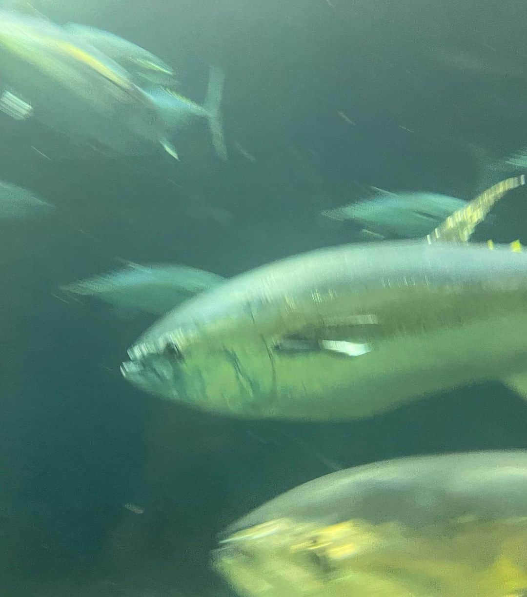 井上あみなさんのインスタグラム写真 - (井上あみなInstagram)「水族館行ってイカ見た瞬間 「美味しそう」 と言ってしまって小さい子供が驚きながら振り向いて私の事ガン見  夢壊しちゃってごめんね…  ダイエット中だから何でも美味しそうに見えるんよ  ちなみに1番美味しそうでヨダレたれたのはマグロ 脂のってそうだった😍食いてぇ  でもダイエット中は鮭推奨」4月23日 20時27分 - amina_inoue0702