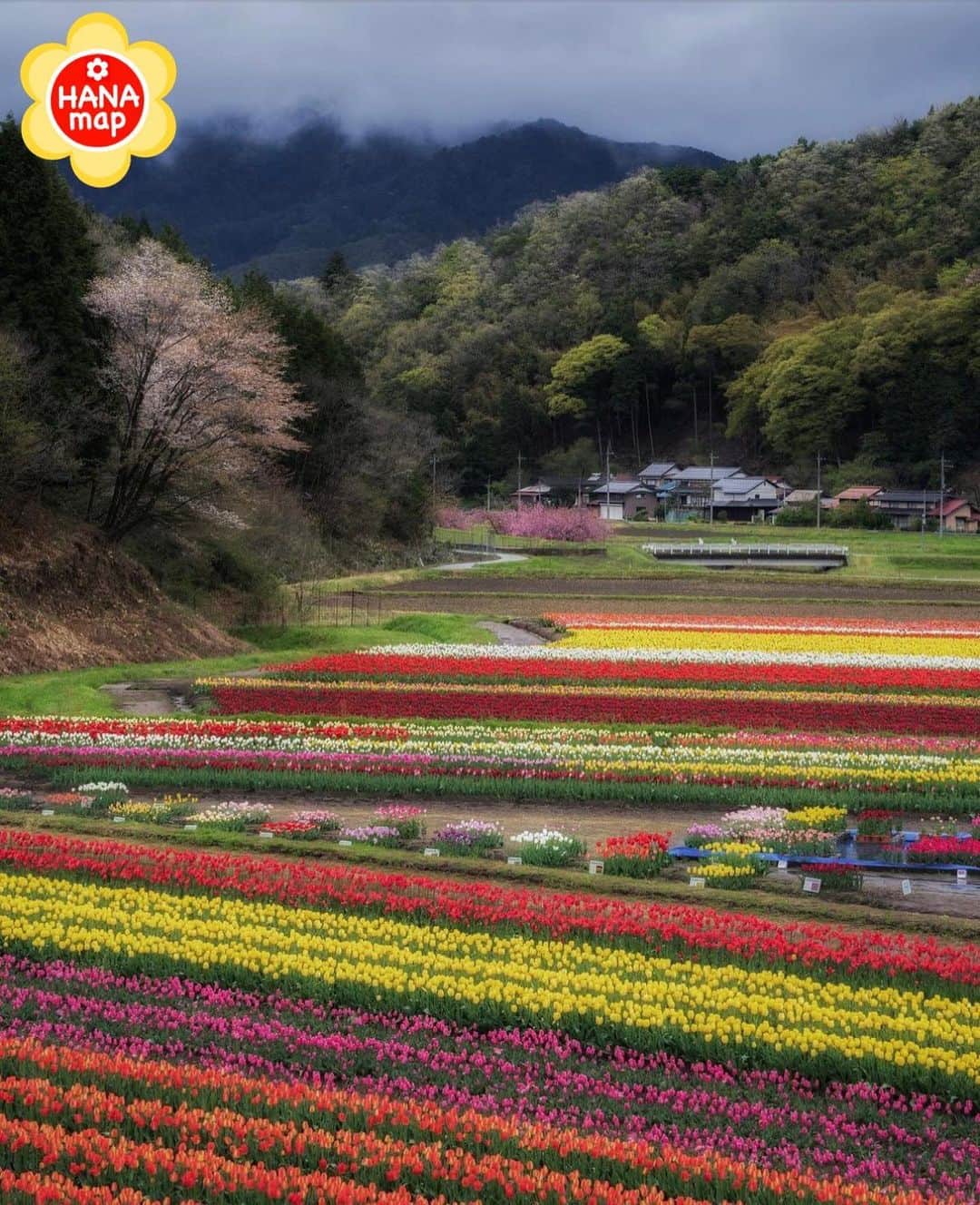 はなまっぷ❁日本の花風景さんのインスタグラム写真 - (はなまっぷ❁日本の花風景Instagram)「🌸はなまっぷ🌸 * @chigusa.66ten さんの 花のある風景に花まるを💮 * 虹のようにカラフルなチューリップのボーダーをありがとうございます😊🌸 * #兵庫　#たんとう花公園 Toyooka, Hyogo Pref. * 🌼チューリップの花言葉📝🌼 思いやり * ※見頃が過ぎている花、終わっている花もご紹介させていただいています。 * 🌸•••🌸•••🌸•••🌸•••🌸•••🌸 * いつも素敵なお花をありがとうございます😊 #はなまっぷ #日本の美しい花風景#花のある風景#花#花言葉#花畑#春#チューリップ#チューリップ畑#たんとうチューリップまつり  * 🌸••••••お知らせ••••••🌸 * 花風景検索サイト　はなまっぷ https://hanamap.com 🔍「はなまっぷ」または @hanamap プロフィール欄から ぜひご覧ください * 📖🌸📖🌸📖🌸📖🌸📖 四季の花々を訪ねていきたい にっぽんの花地図 好評発売中📘 📖🌸📖🌸📖🌸📖🌸📖」4月23日 21時08分 - hanamap