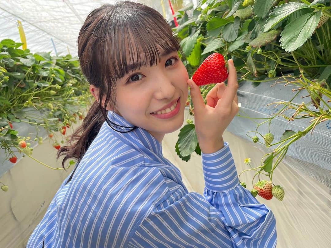 のインスタグラム：「いちご🍓  #いちご　#딸기  #akb48 #아이돌」