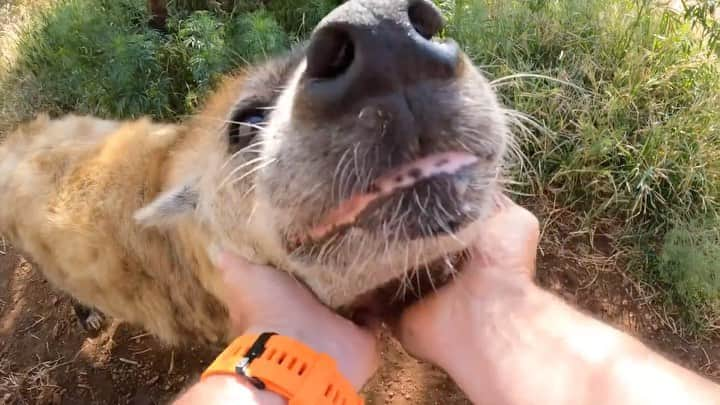 Kevin Richardson LionWhisperer のインスタグラム