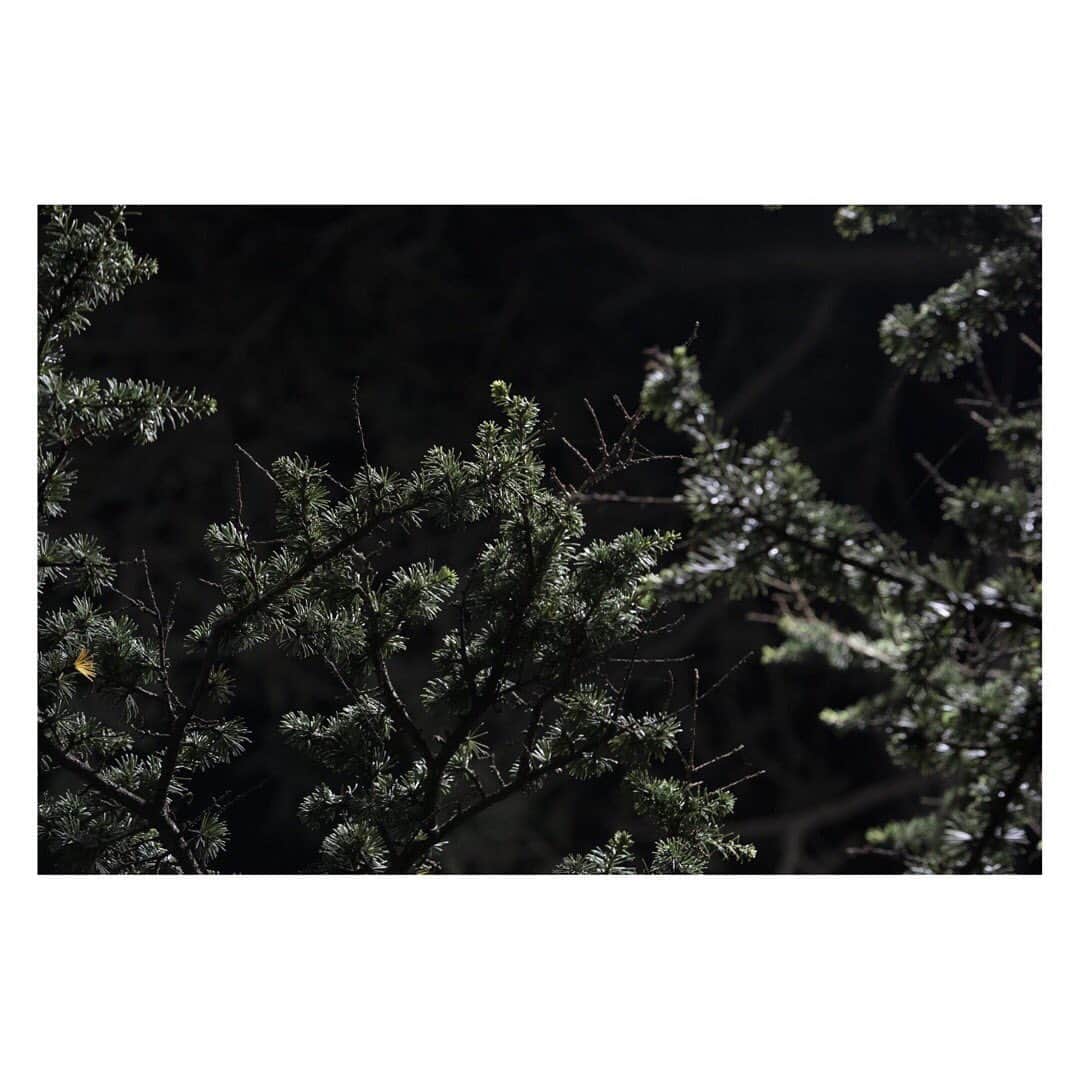 藤代冥砂さんのインスタグラム写真 - (藤代冥砂Instagram)「Demonstration with Ryuichi Sakamoto (2023-0423 sat) 神宮外苑の樹木を伐採から守るための集会に参加してきました。  人々の様子を1000枚近く撮影する中で、ふと頭上の樹々に視線を移すと、その美しさといったら。眼下の人間たちが、自分たちを守ろうとしているのを知っているのかは分からないけれど、なんだかどこ吹く風といった風情で、彼らは枝葉を優しく揺らしていたのでした。 樹々に囲まれていると優しい気持ちになれる人は多いと思う。都会にも優しさは必要だから、１００年前の人たちがボランティアで植えてくれた優しさの素を次世代に渡していきたい。１００年前の彼らが今の私たちのことを想って植えてくれたように。 いやあ、樹は美しいな。  #神宮外苑の樹木伐採に反対します」4月23日 21時33分 - meisafujishiro