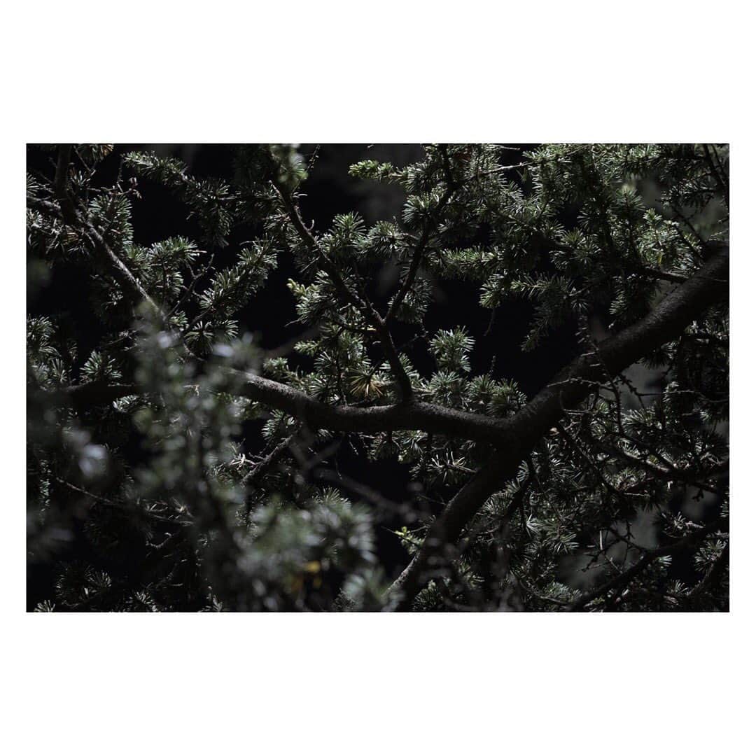 藤代冥砂のインスタグラム：「Demonstration with Ryuichi Sakamoto (2023-0423 sat) 神宮外苑の樹木を伐採から守るための集会に参加してきました。  人々の様子を1000枚近く撮影する中で、ふと頭上の樹々に視線を移すと、その美しさといったら。眼下の人間たちが、自分たちを守ろうとしているのを知っているのかは分からないけれど、なんだかどこ吹く風といった風情で、彼らは枝葉を優しく揺らしていたのでした。 樹々に囲まれていると優しい気持ちになれる人は多いと思う。都会にも優しさは必要だから、１００年前の人たちがボランティアで植えてくれた優しさの素を次世代に渡していきたい。１００年前の彼らが今の私たちのことを想って植えてくれたように。 いやあ、樹は美しいな。  #神宮外苑の樹木伐採に反対します」