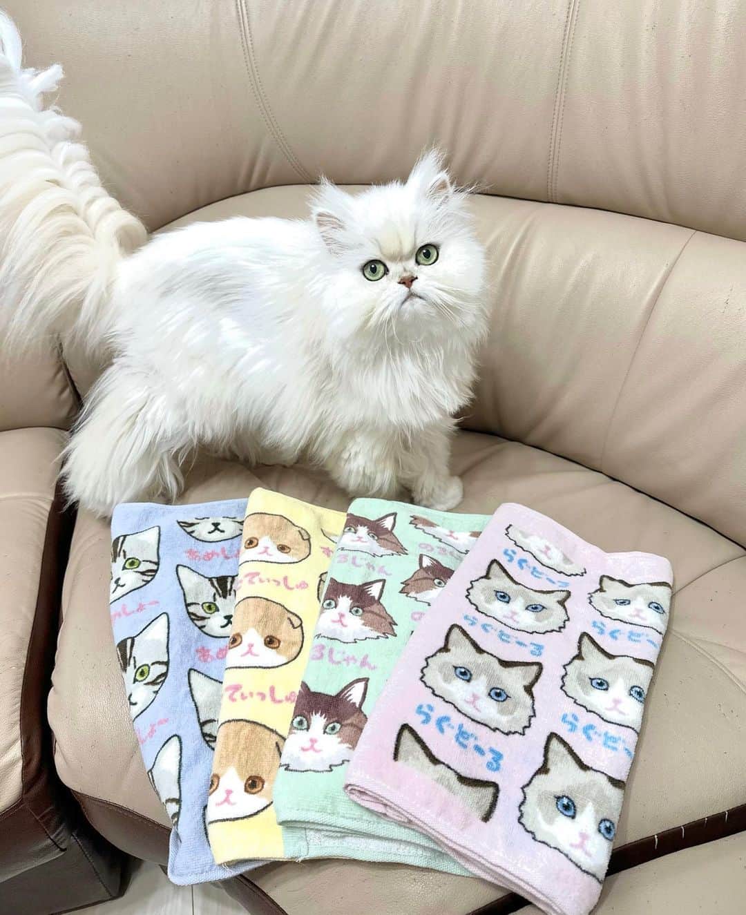 manami☺︎satoのインスタグラム：「🐈⸒⸒⸒⸒  この猫ちゃんタオル、めちゃくちゃ かわいくないですか？️🥺🩵  "にゃんにゃんにゃーるど" フェイスタオル🐾  らぐどーるฅ'' のるじゃんฅ'' すこてぃっしゅฅ'' あめしょーฅ''  平仮名で書いてあるのが なんとも可愛いですよね ◡̈♡  綿100％で触り心地も良くて おきにいり👌🏻 ̖́-‬  気持ちいいのか、ぼんちゃんはよく タオルの上で寝ています😂  このクオリティで1枚330円という お手頃価格もすごい！  PR ▸▸▸ @shikioriori_towel #四季織々 #猫柄 #ネコグッズ #フェイスタオル #タオル」