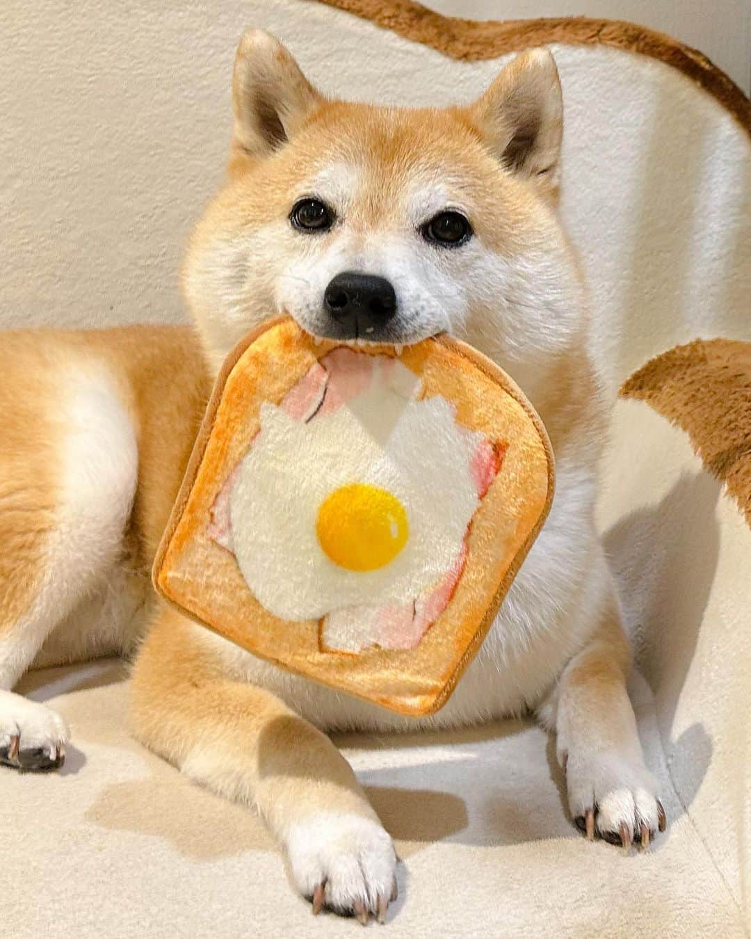 だいふくのインスタグラム：「だいふく春のパン祭りでっせ🐶❤🍞 ラピュタのパンでっせ  #前歯チラ見せ #ラピュタのパン  #ベーコンあるけどね  #柴犬 #shiba #shibainu  #パン祭り」