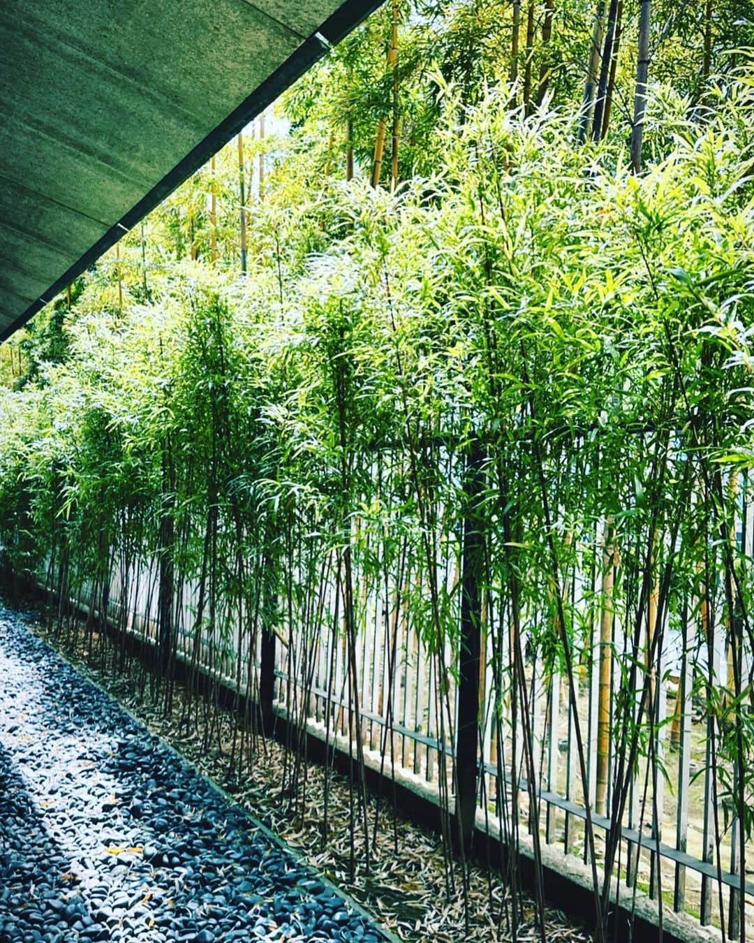 風間ゆみえのインスタグラム：「今日は晴れていて光がとてもきれいでした。  雨の日のこのアプローチも好き。  #根津美術館  #日曜日お散歩」