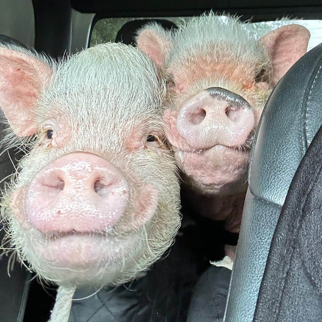 Priscilla and Poppletonのインスタグラム：「Happy Snout Sunday from these two backseat drivers (Penn and Pink) on the way home from the event yesterday. We wanted to thank everyone who traveled from near and far to come see us. Our piggy hearts are always so full after spending time with you guys. We saw old friends and met new ones and got lots of pets and belly rubs. Mommy was in the moment and didn’t take many pictures once it started, so please tag us in yours.🍹🌮🐷 #PinkandPenn #JeepLife #PrissyandPop」