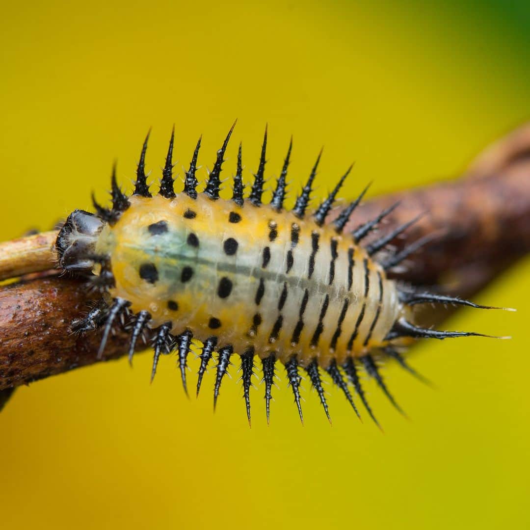 Discoveryさんのインスタグラム写真 - (DiscoveryInstagram)「Black and yellow, black and yellow...  You're looking at larvae of the yellow shell black dots tortoise beetle. And it sure lives up to its name!  #WorldOfInsects🔆」4月23日 22時00分 - discovery