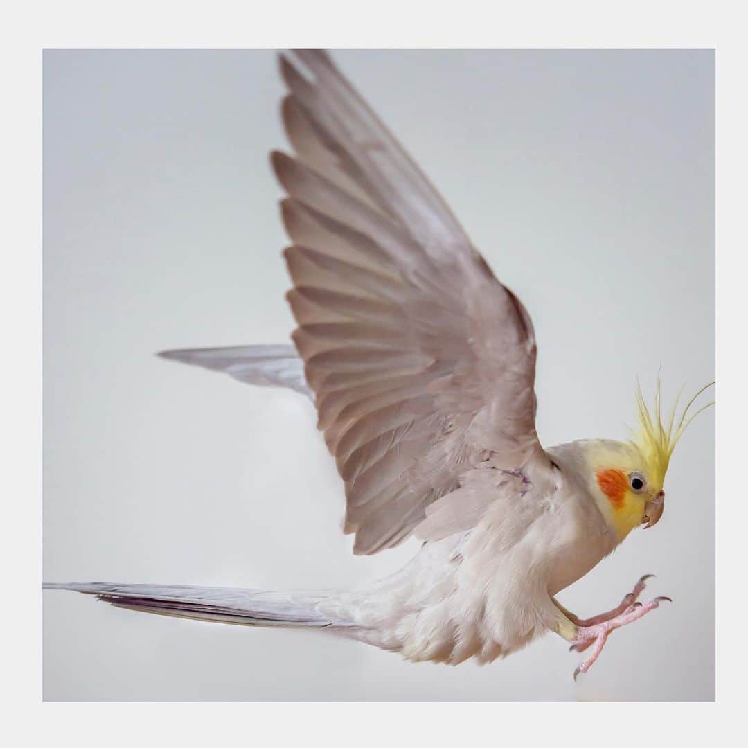 YURAPOi ゆらぽぃのインスタグラム：「best photo  http://www.ryoichisakai.com  #オカメインコ #ぽぃちゃん  ©︎ryoichisakai」