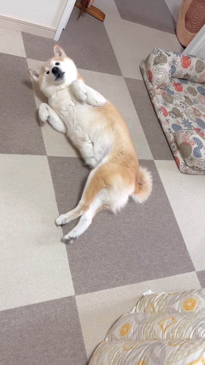 meekooのインスタグラム：「りんごさんのうねうね〜😙♫」