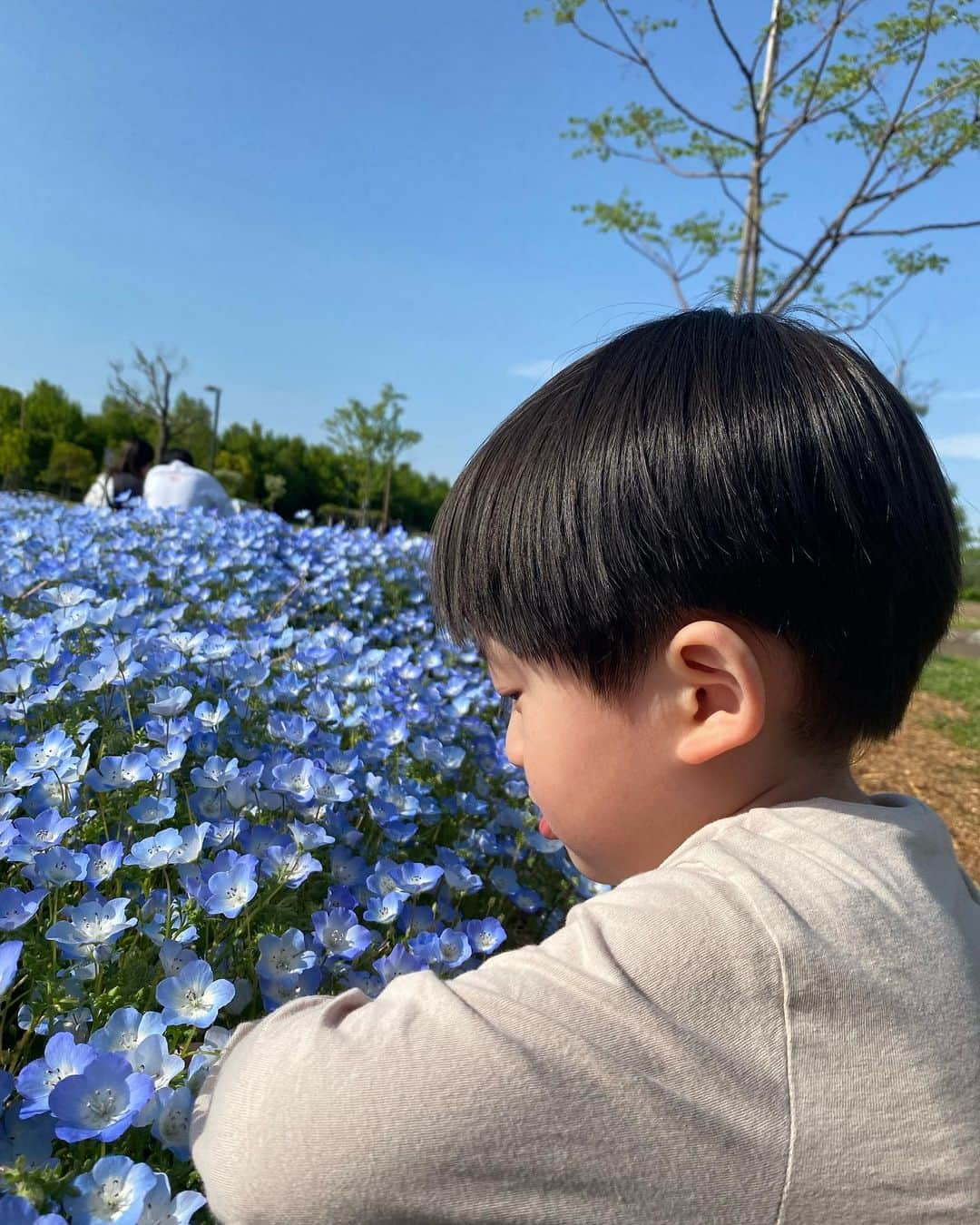 小泉留菜さんのインスタグラム写真 - (小泉留菜Instagram)「🦋 . . ネモフィラ綺麗だったな〜❤︎ . . 幼稚園でお外遊びはしてるけど、 公園は久しぶりだったからテンション爆上がり🥰👏🏻 陽も暖かくて19時には爆睡👦🏻💪🏻✨ わんこたちも一緒だったから 良いお散歩日和だったなあ🐶 載せたい写真が多すぎて次回にわんこたち載せよっと❤︎ . . #ネモフィラ #公園  #3歳 #3歳男の子 #3歳児 #ママ #男の子ママ #ママスタグラム #25歳ママ #口唇口蓋裂 #関東ママ #埼玉ママ #小さい彼氏 #妊娠 #第二子 #第二子妊娠中 #マタニティ #マタニティライフ #妊娠中 #🤰🏻」4月23日 22時13分 - runa_tyobin