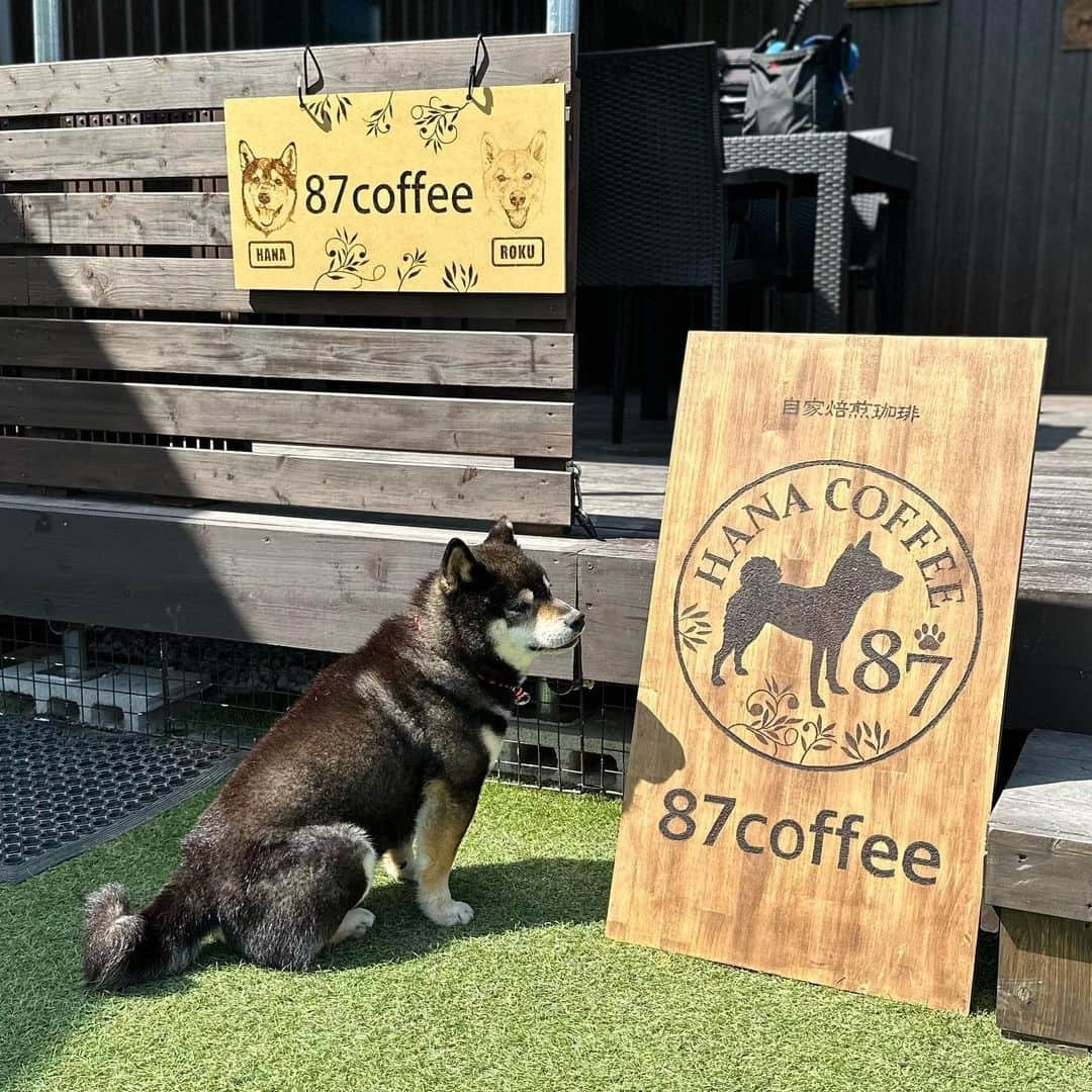 BlackRed shibasのインスタグラム：「87coffee さんに行って来た！ はなちゃん　次はもっと仲良くなろうね〜 ろくちゃん　次はしっかり撮るから🫡 . @hana_kuroshiba  (ドック&ラン) お姉さん 次回はコーヒーをゆっくり飲ませて頂きます。 基本ブラック派なので😆 . @hana.roku.papa9648  パパさん　楽しいお話しありがとうございました。 またお話しして下さいませ。🫡😊 . ママさん またゆっくりお話ししましょうね。😊 ありがとうございました。 . また是非行きますのでまた 宜しくお願い致します。 .  #2023yamato #柴犬 #shiba #shibainu #dog #rescuedog #rupinasu卒業犬 #rupinasu  #黒柴犬 #cute #元保護犬 #rescuedogs #japan #japandog #元保護犬今は過保護 #lovely #cute #cutestdog #87coffee #」