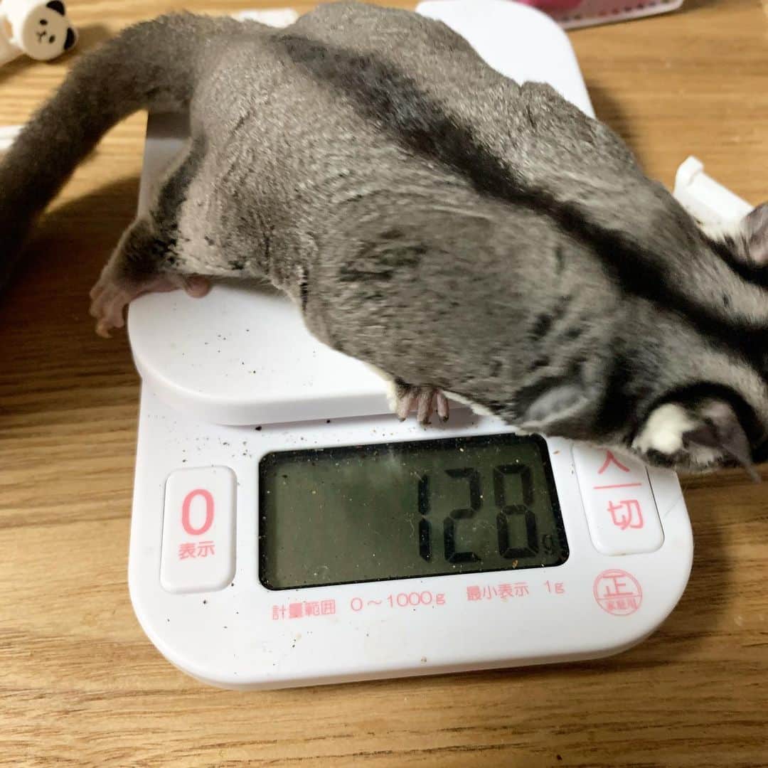 畑喜子さんのインスタグラム写真 - (畑喜子Instagram)「メメちゃん大きくなったねぇ😊 ってか筋肉量が凄いよねww マッスルモモンガw」4月23日 23時16分 - carnelian_hata