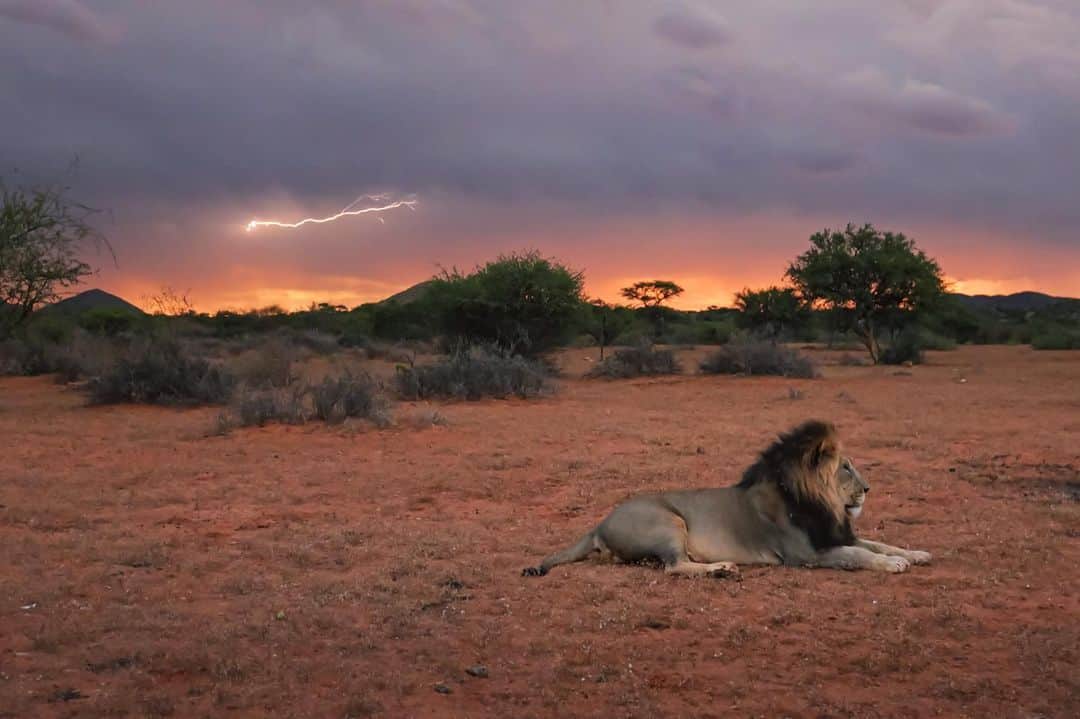 Keith Ladzinskiのインスタグラム：「Lightning at sunset over the arid Kalahari, an unforgettable evening with this beautiful lion in one of my favorite deserts on earth.  - - @tswalu @danahrichardson @barry_peiser」